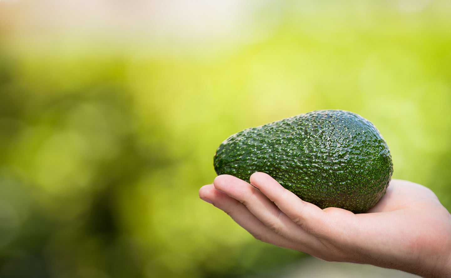 Aguacate en el mercado europeo: ¿qué se viene para Colombia?