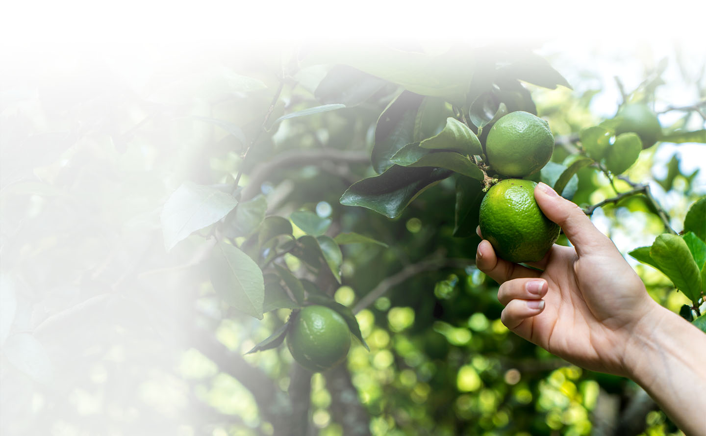 Cultivo de limón Tahití