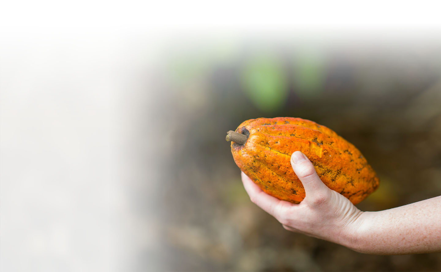 Cacao colombiano: alta calidad y desafíos  | GRUPO BANCOLOMBIA