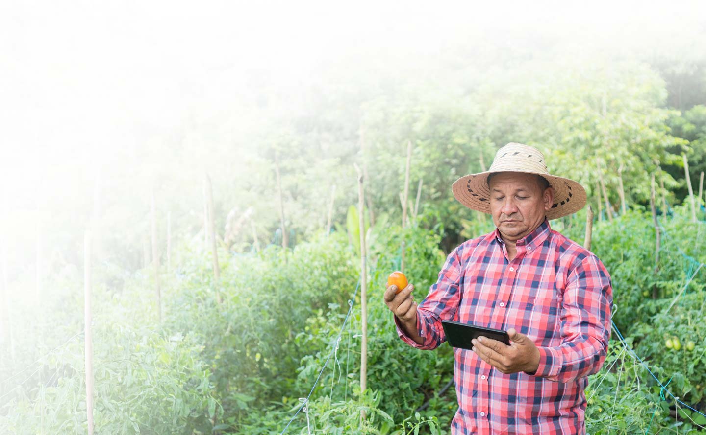 Informe trimestral del sector agropecuario primer trimestre 2021