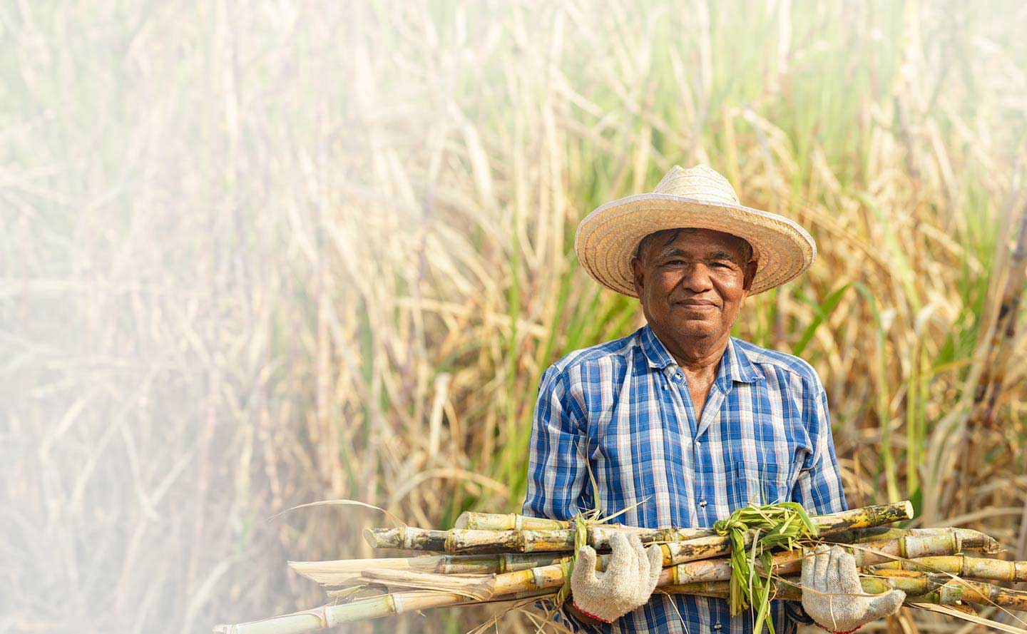 Colombia puede aprovechar los tratados comerciales para exportar caña de azúcar a Ecuador