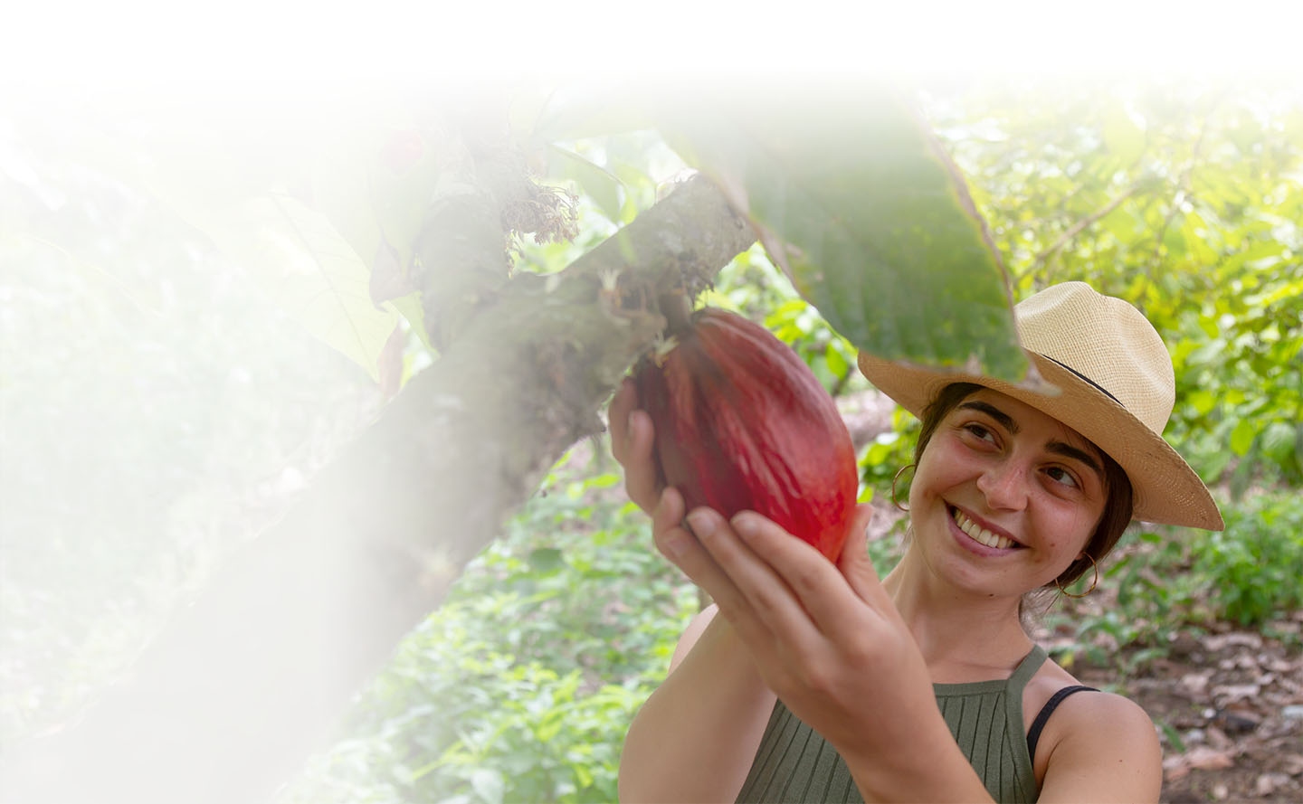 Guía para cultivar cacao en Colombia