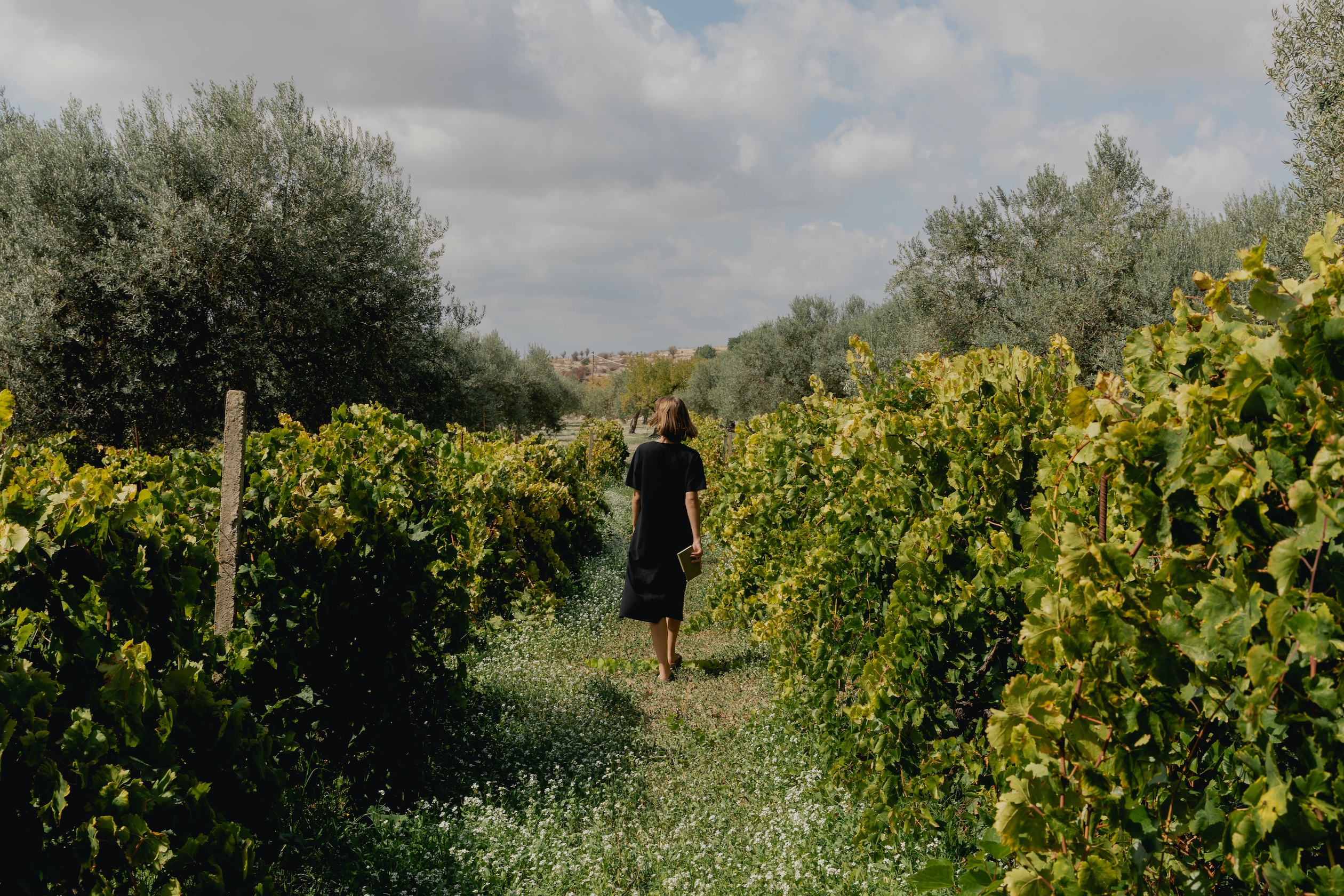 Photo of a person walking through a vineyard carrying a book.