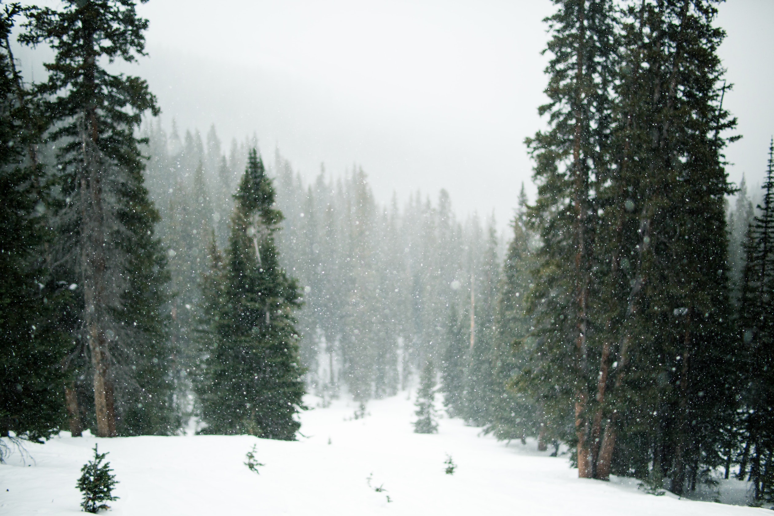 Photo of snow falling on a forest of evergreen trees.