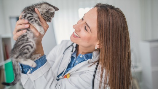 Pet Insurance for Cats: Is It Worth It?