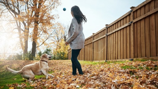 Tips For Saving Money On Pet Care