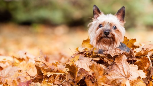 Does Pet Insurance Cover Pre-Existing Conditions?