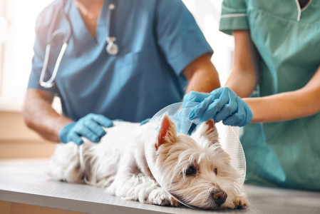 What to Do When Dealing with a Pet Emergency