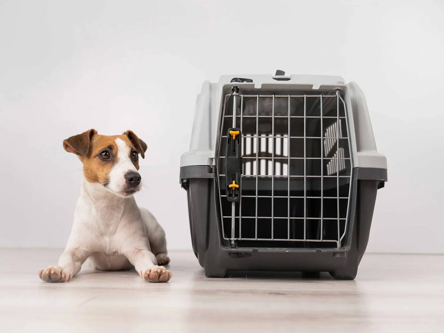 chien brun et blanc assis à côté d'une nouvelle cage pour chien, présenté dans le guide étape par étape sur le nettoyage d'une cage pour chien
