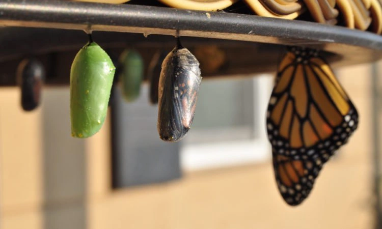 Three stages of a butterfly in a cocoon in development.