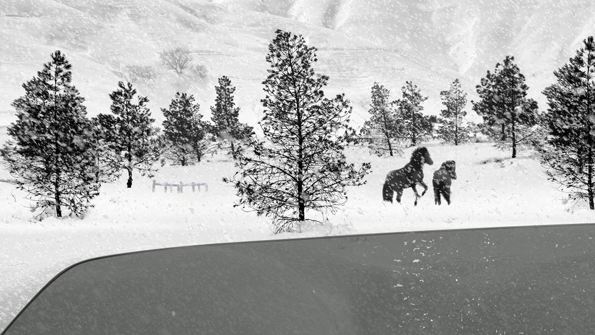 アート・デザイン・音楽 Abbas Kiarostami Images,Still and Moving Amazon | Abbas Kiarostami: Images, Still and Moving