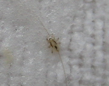 Eine ausgekämmte Laus mit Haar auf Tuch