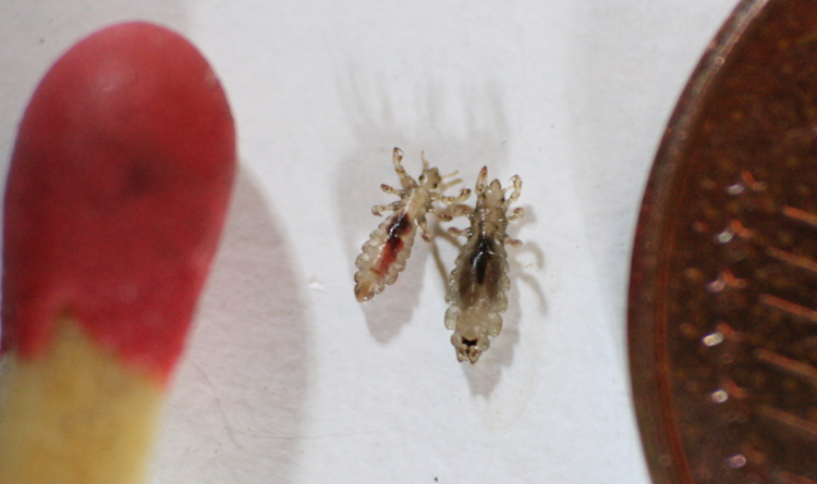 Größenvergleich zwischen Streichholzkopf, ausgewachsenen Läusen und einem Euro cent.