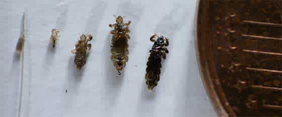 Größenvergleich Nisse und verschieden große Kopfläuse neben einem 1 Euro cent Stück.