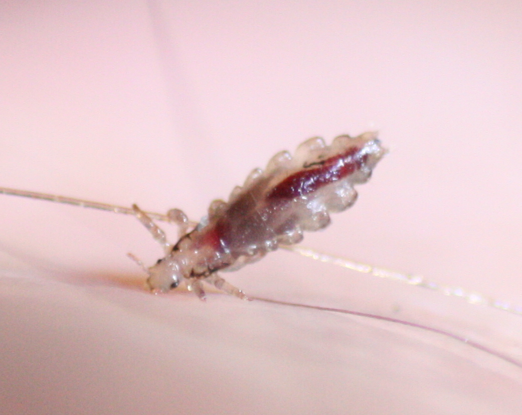 Eine ausgewachsene Laus trinkt aus dem Handrücken