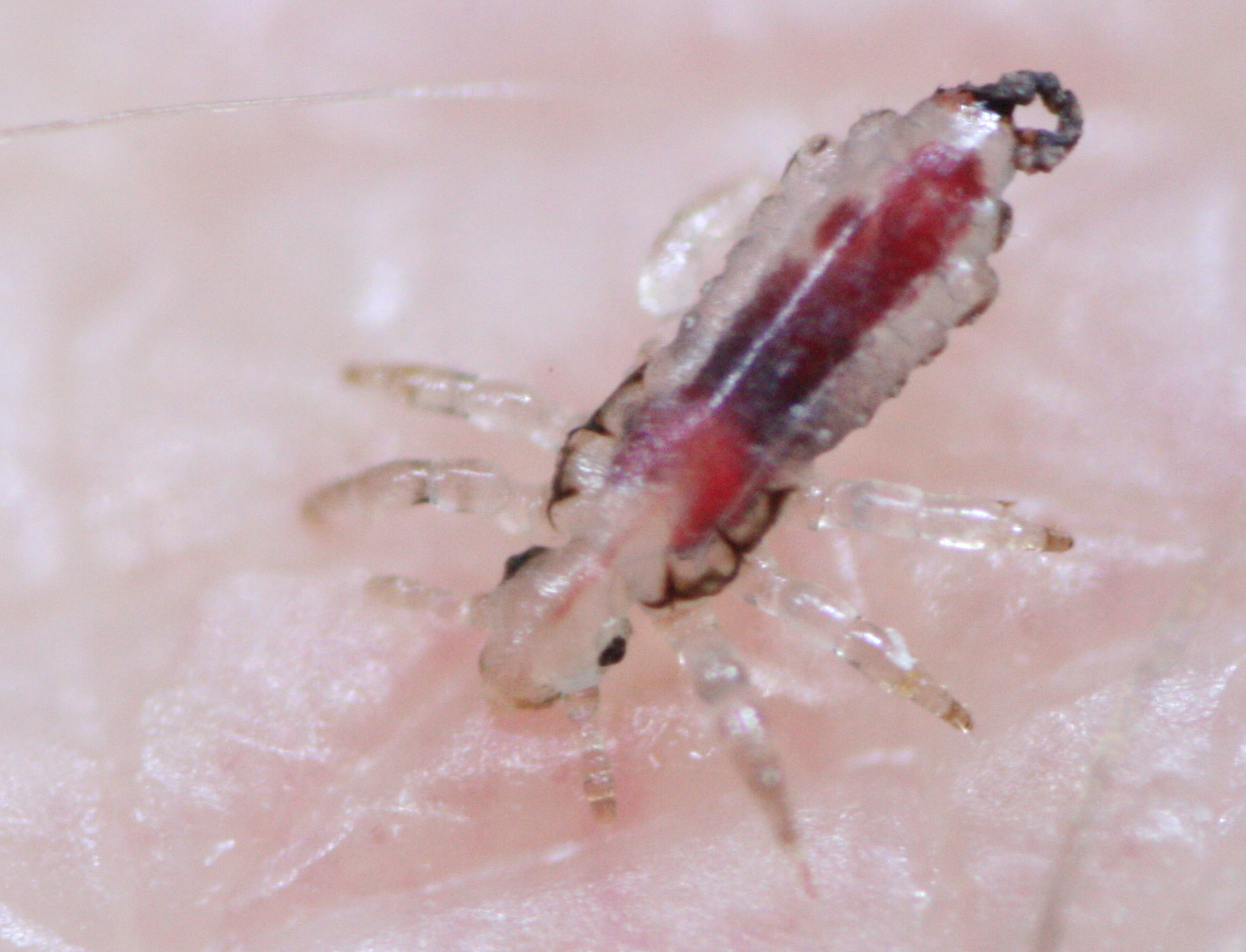 Das zweite Larvenstadium bei einer Blutmahlzeit.