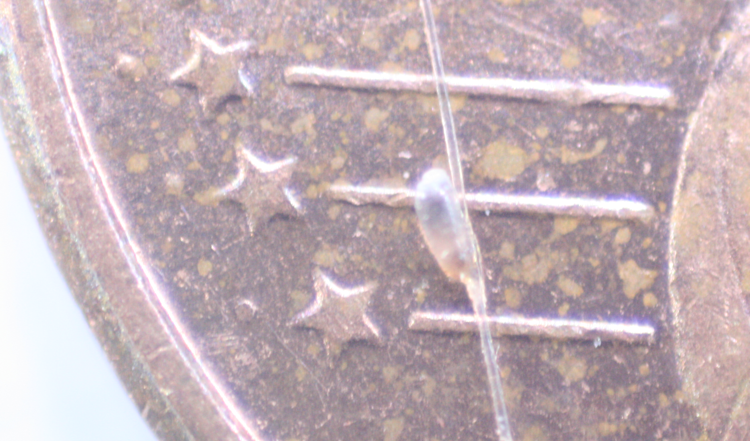 Eine Nisse auf einem Euro cent zum Größenvergleich