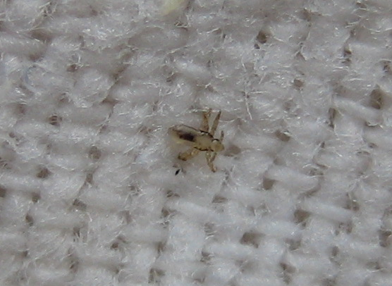 Eine ausgekämmte Laus auf einem Tuch