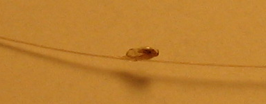 Eine Nisse seitlich an einem Haar