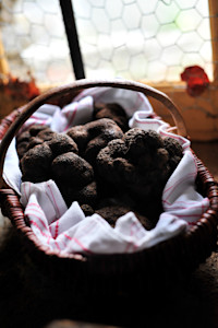 ok-Truffes © Cochise Ory - Vallée de la Dordogne