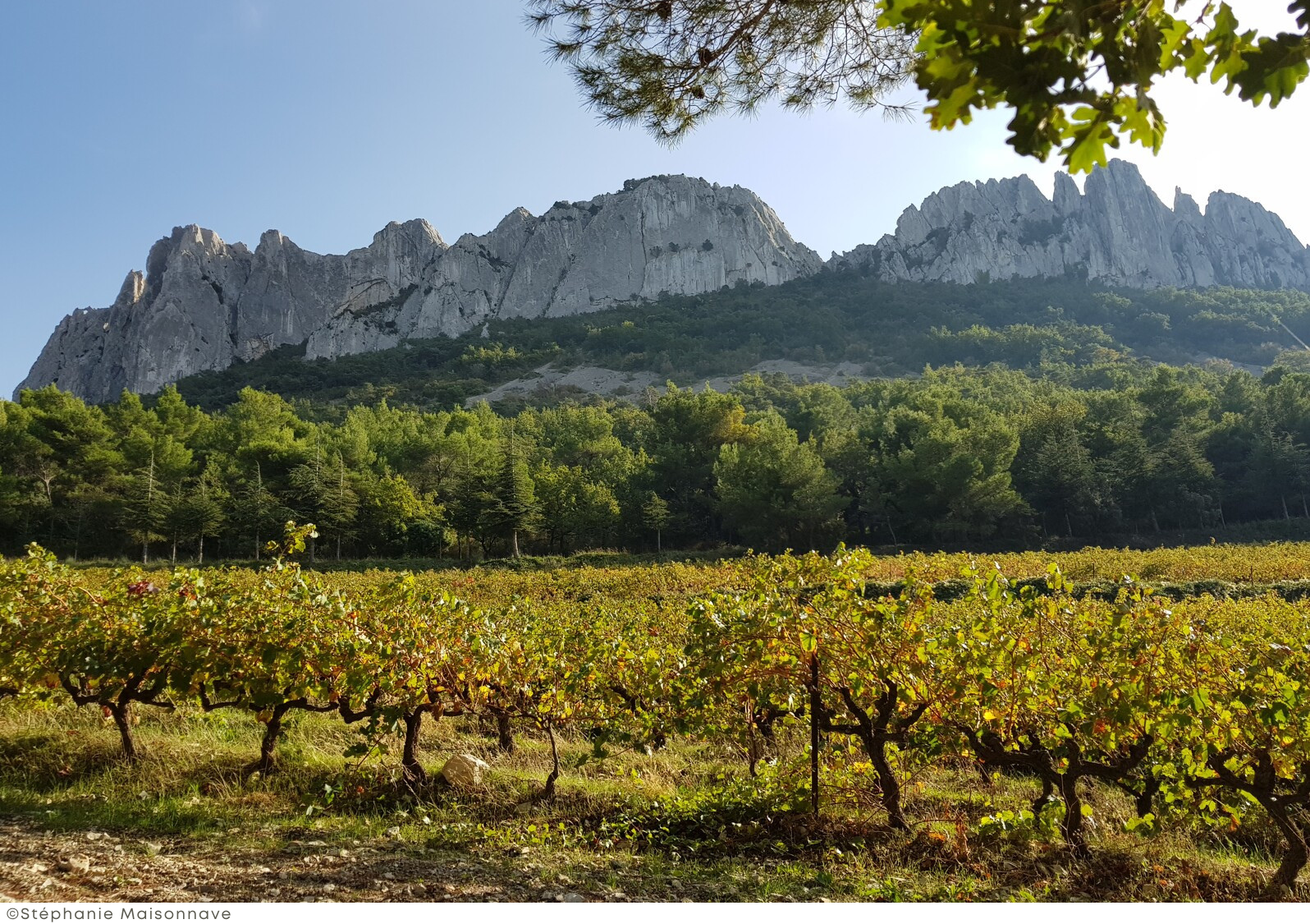 dentelles-de-montmirail©Stéphanie-Maisonnave