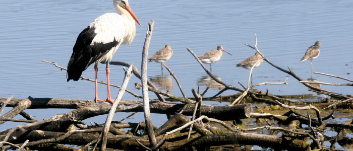 La Reserve ornithologique ok