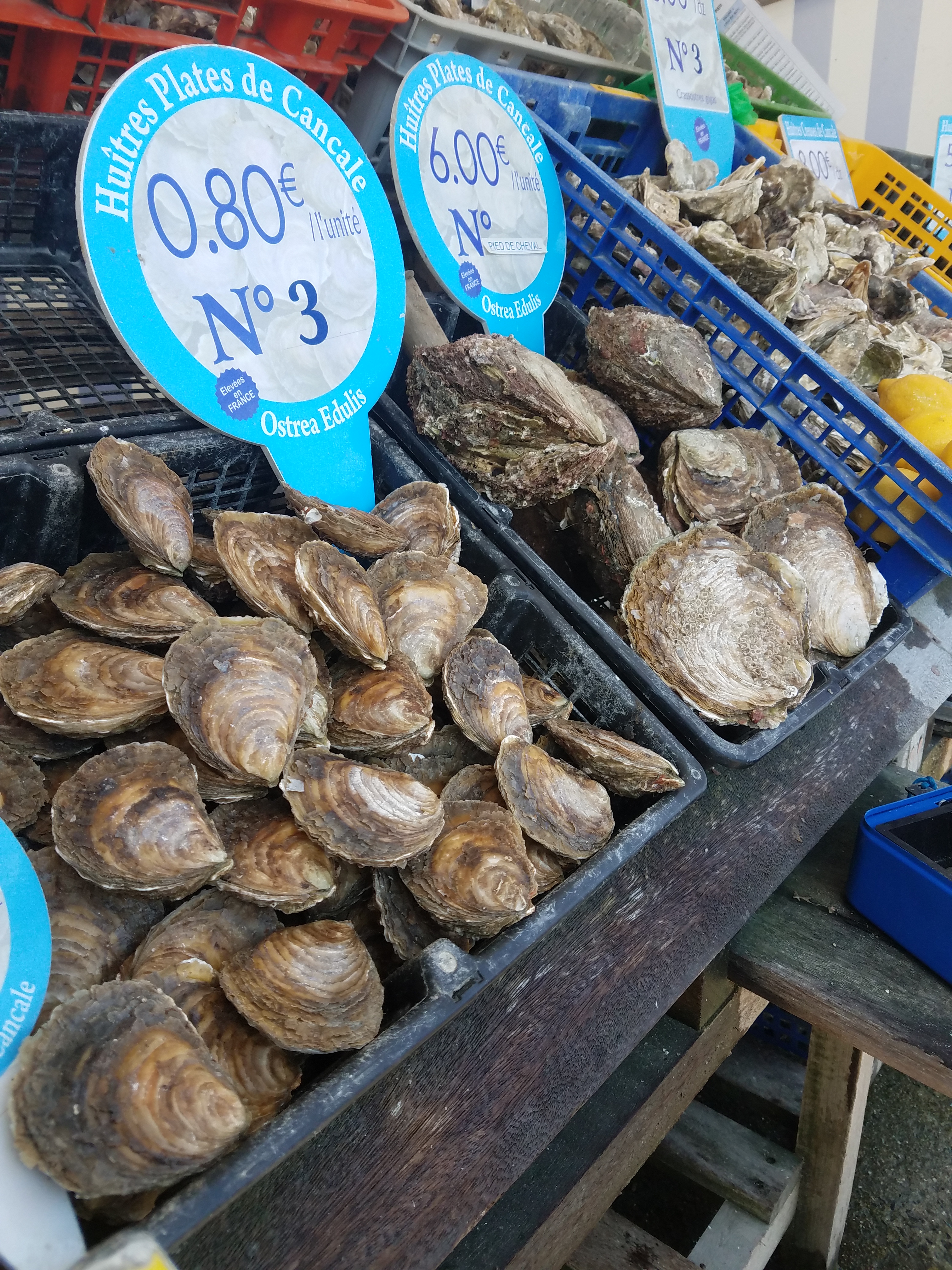 brittany-darley -oysters