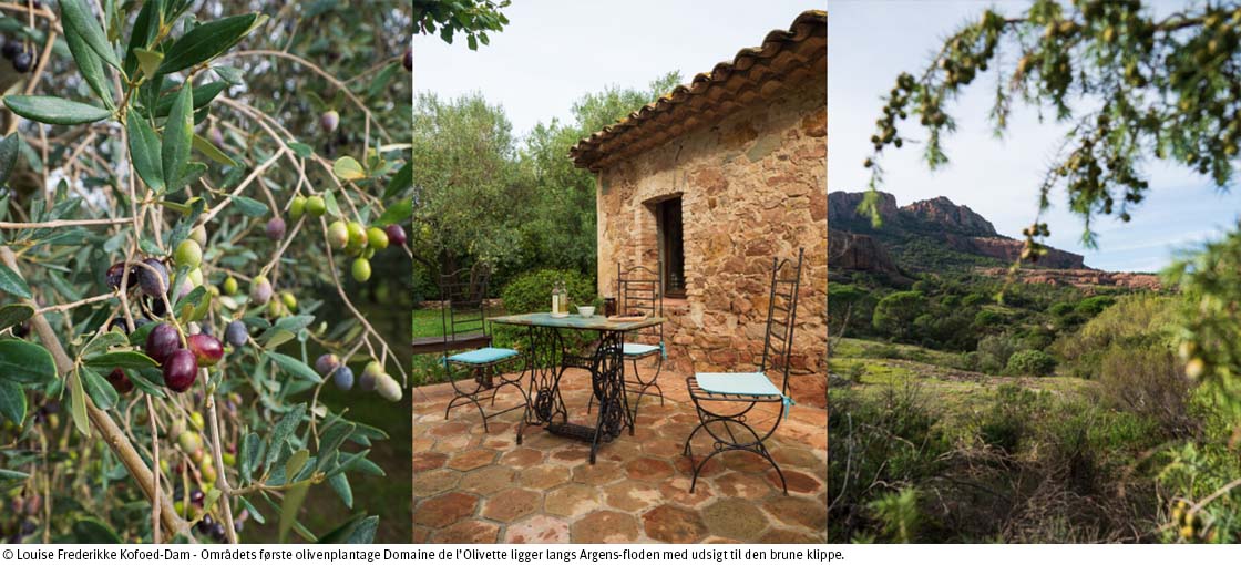 LFKD Roquebrune DomaineOlivette avec Texte