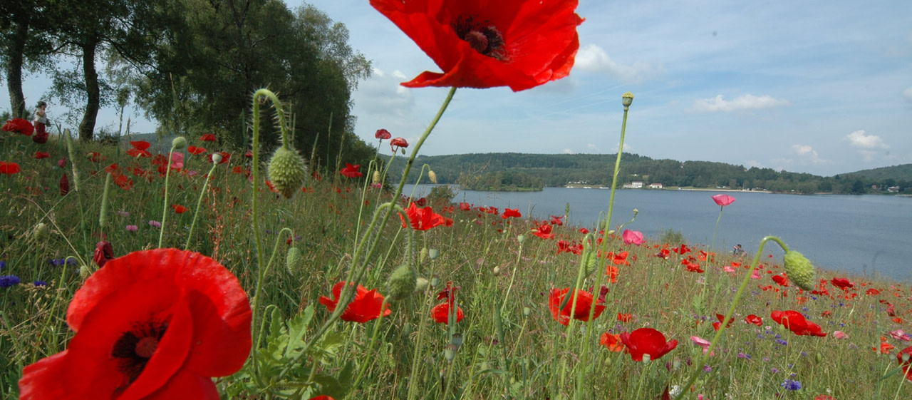 Prairie fleurie a Vassivière