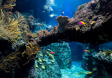 Bassins tropicaux - Aquarium de Biarritz