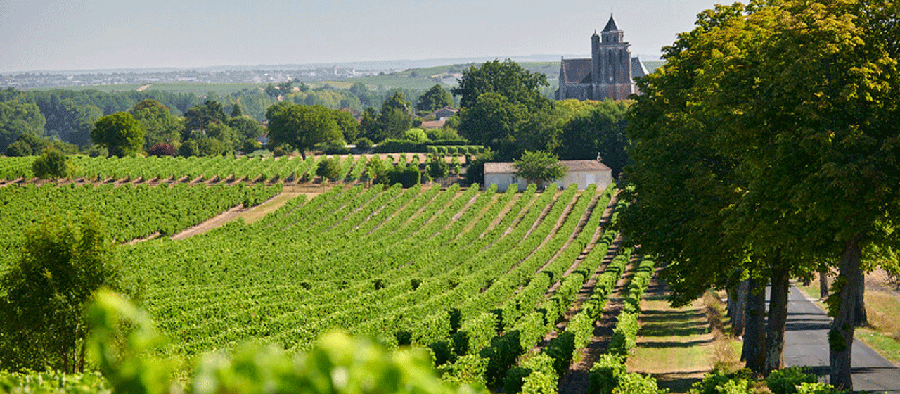 Vignobles de Charente