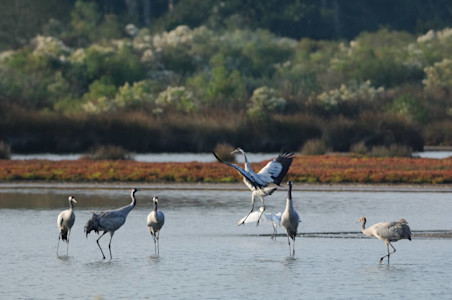 Oiseau Grue cendrée 41 Jacques GILLON PNRLG-800