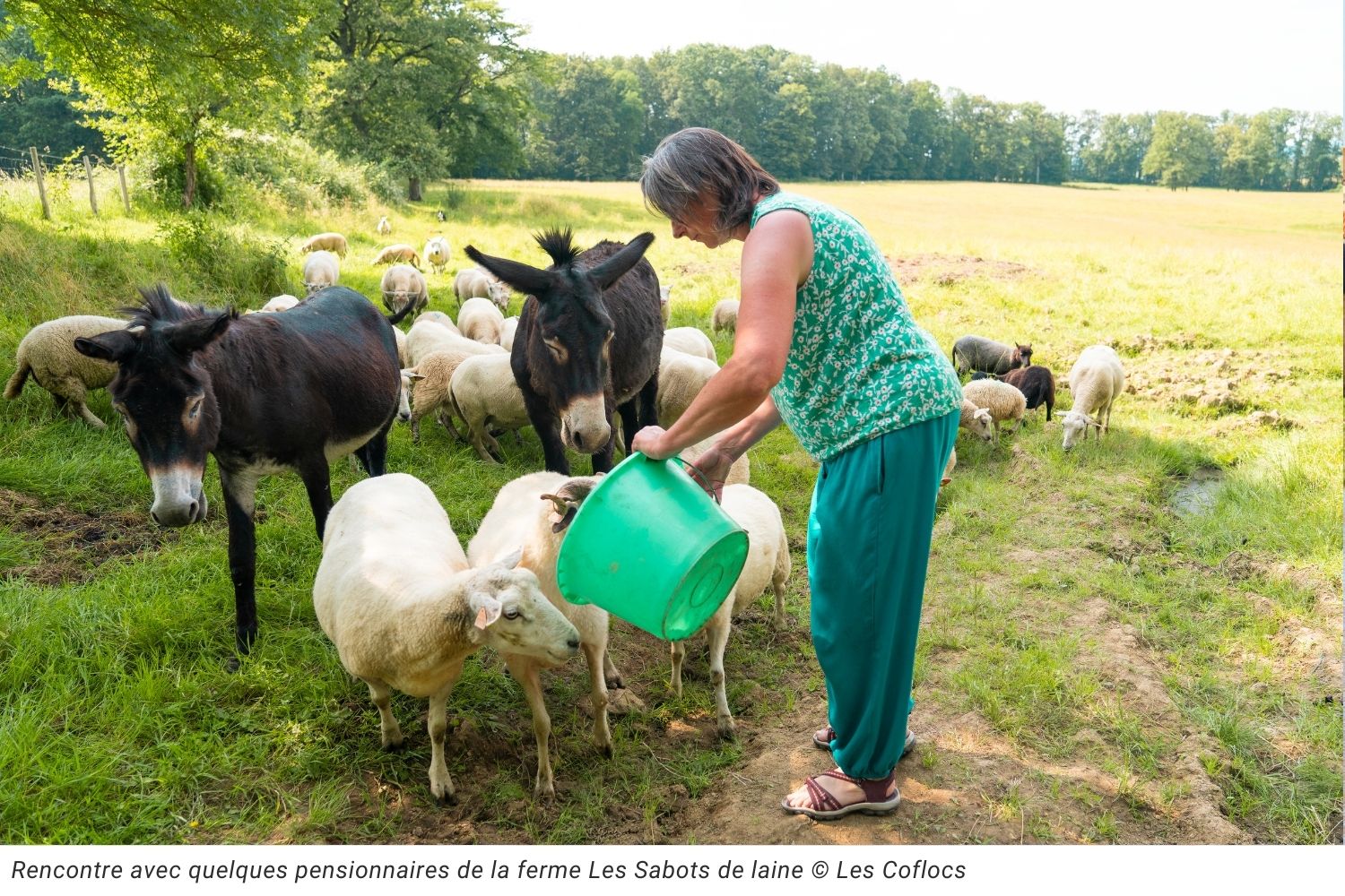 Laine - Fermes pédagogiques