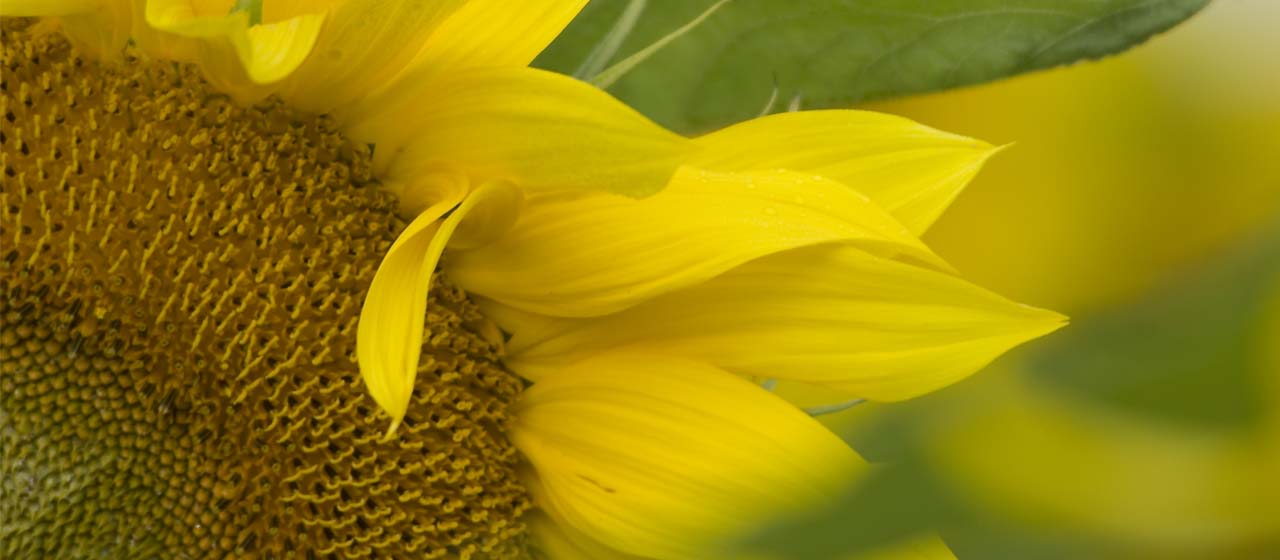 Portraits de territoire - tournesol