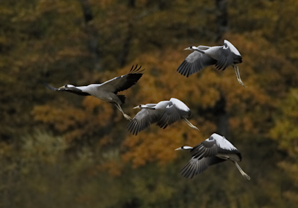 grues cendrées - PNR Landes de Gascogne