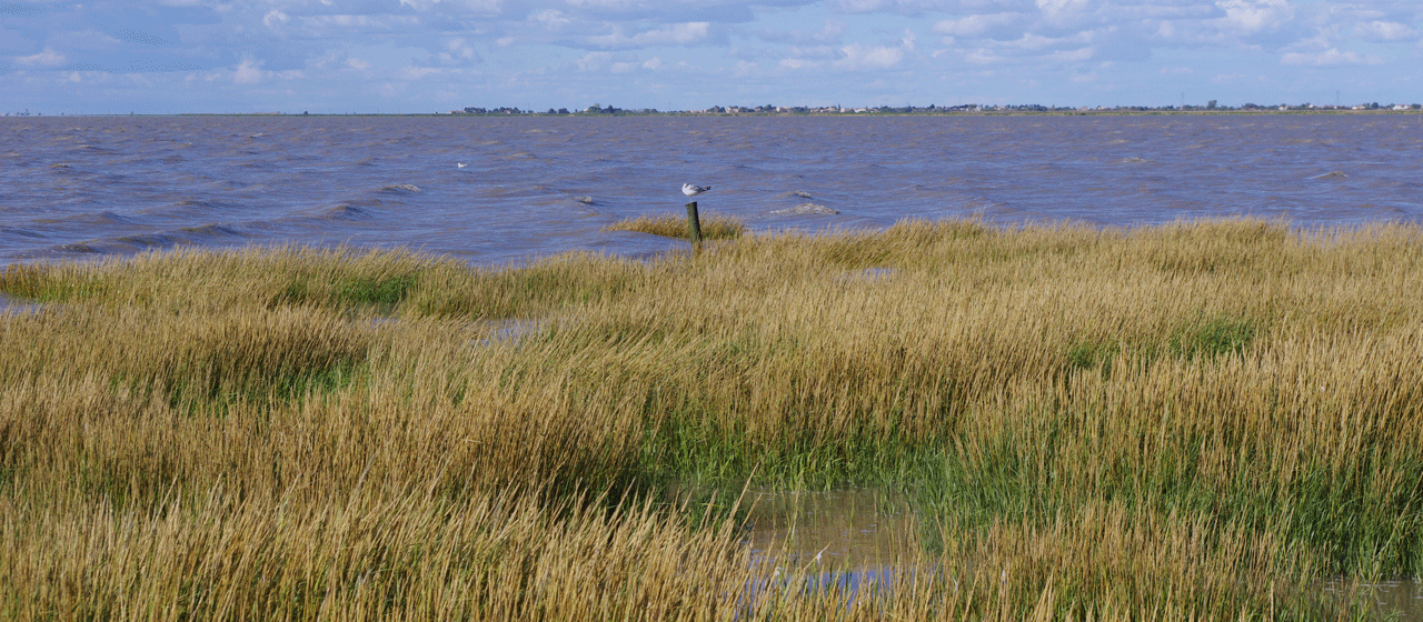 Réserve naturelle de la Baie de l'Aiguillon