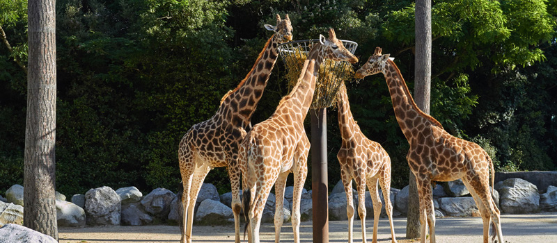 Girafes au Zoo de la Palmyre