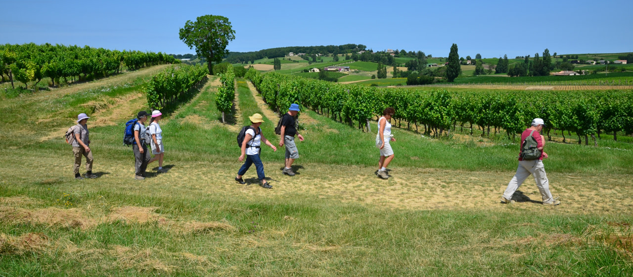 Randonnee_dans_les_vignes_a_Loubes_Bernac