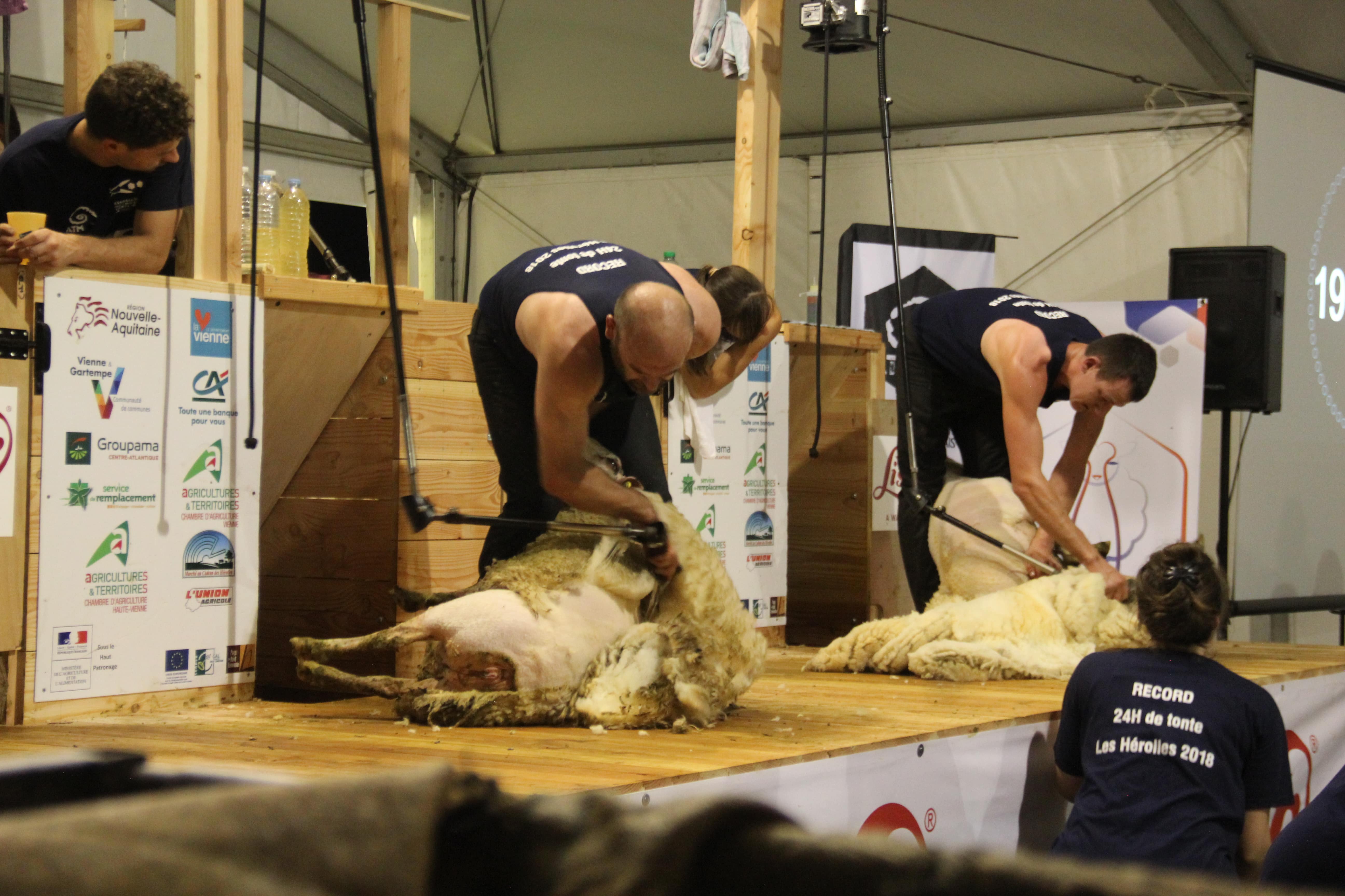 5 reasons to go to the World Sheep Shearing Championship in Le Dorat