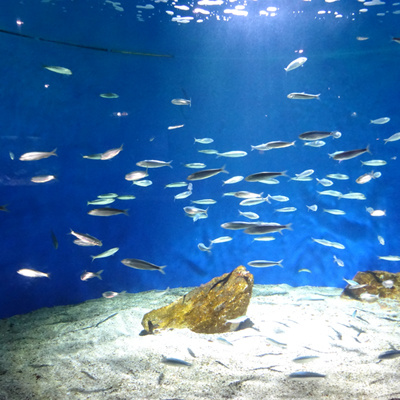 La Rochelle Aquarium