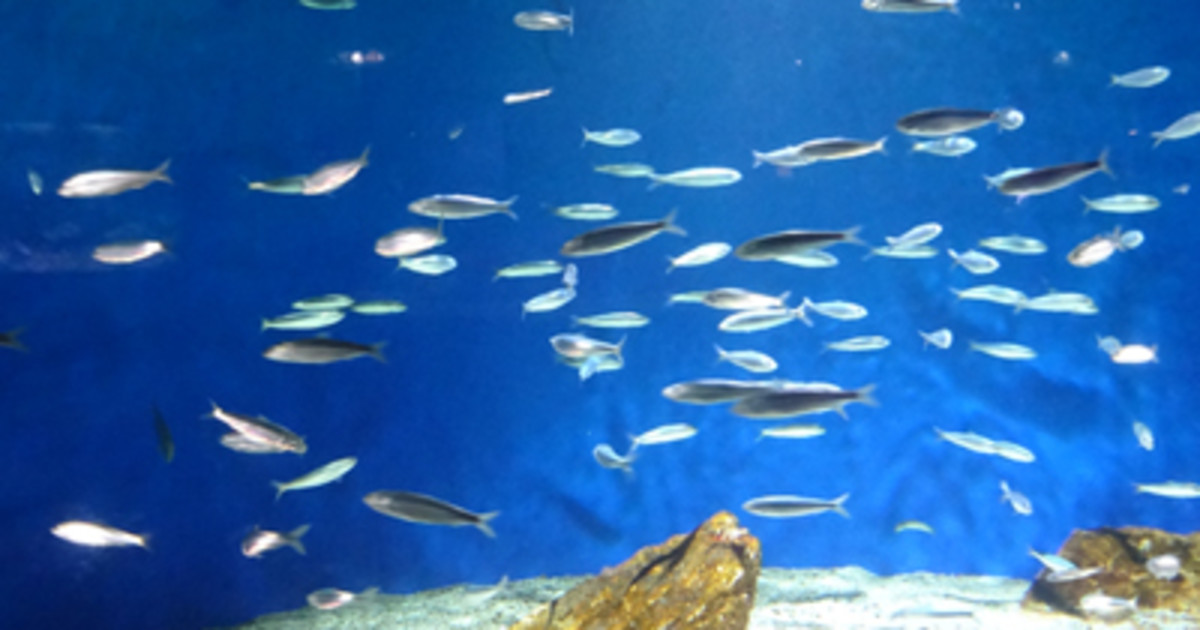 La Rochelle Aquarium