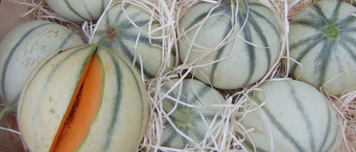 Melon charentais ©wikipedia 800x350