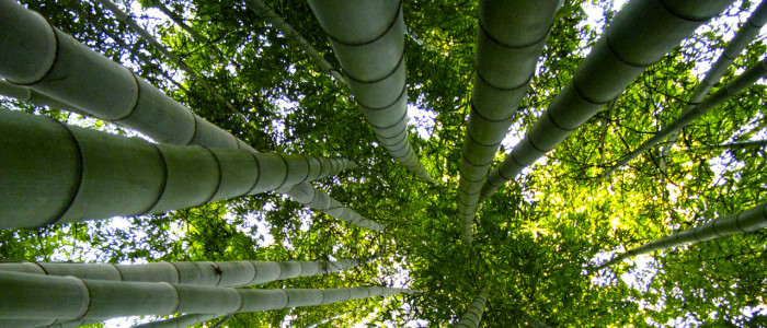 Parc aux bambous du Périgord, le Buisson-de-Cadouin