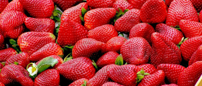 Les fraises du Périgord