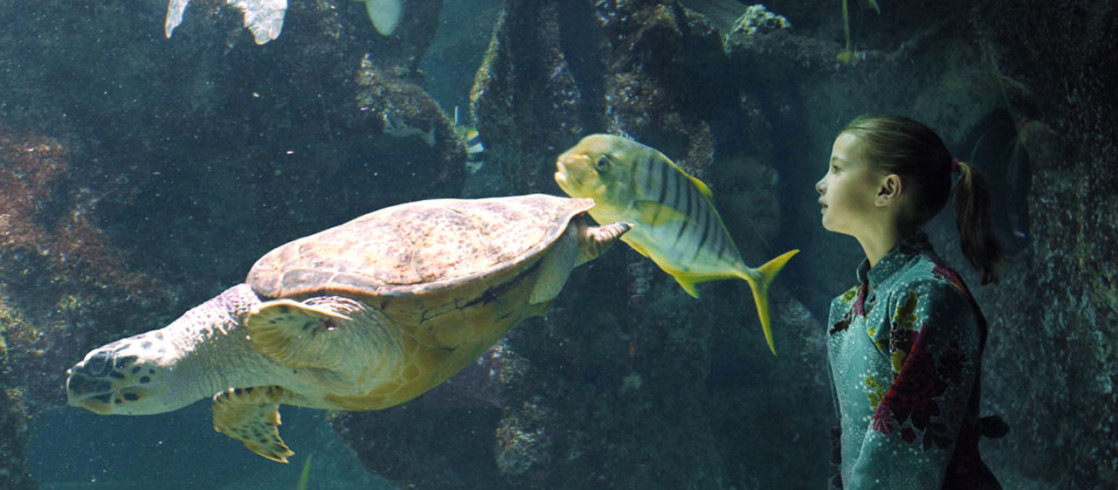 Tortues et enfant - Aquarium de La Rochelle