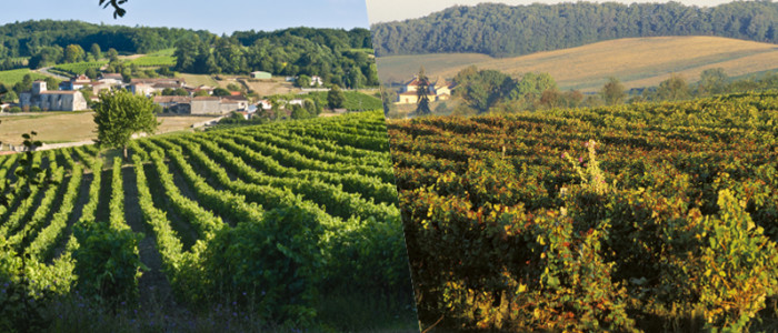 Terroirs du Cognaçais Vs terroir du Bas Armagnac