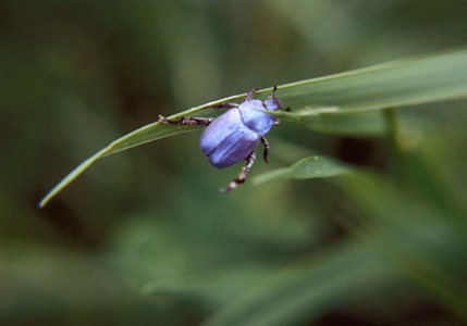 Scarabée bleu