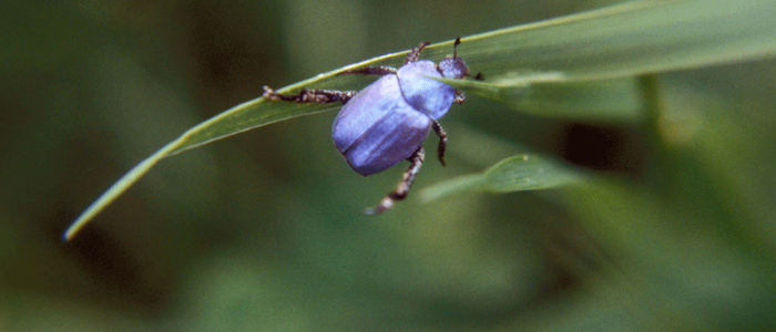 Scarabée bleu