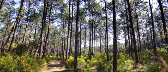 Forêt des Landes