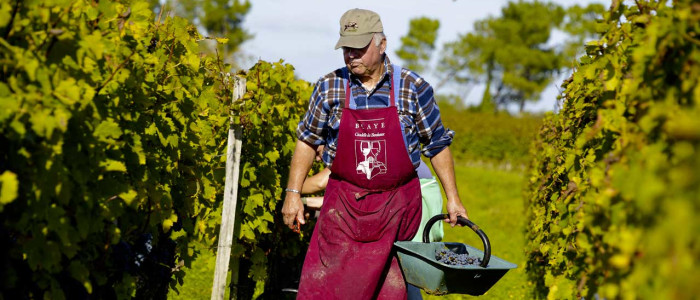 Vendanges Blaye